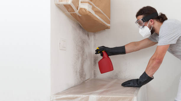 Professional Basement Mold Removal technician working in Saugus, MA